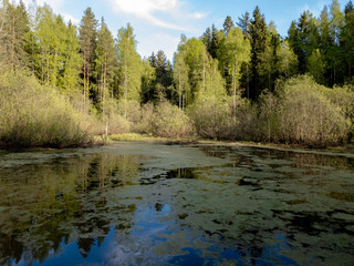 Obraz premium Overgrown water in the swamp. Swamp in the forest