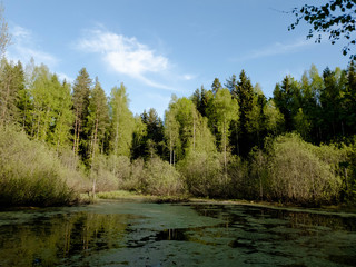 Fototapeta na wymiar Overgrown water in the swamp. Swamp in the forest
