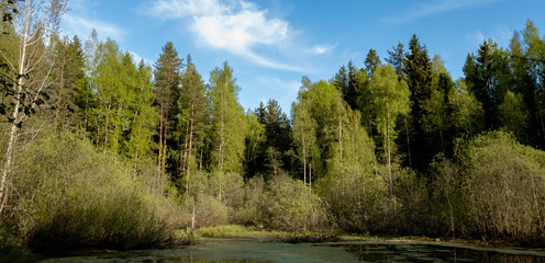 Overgrown water in the swamp. Swamp in the forest