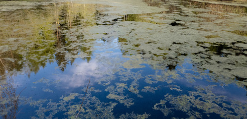 Overgrown water in the swamp. Swamp in the forest