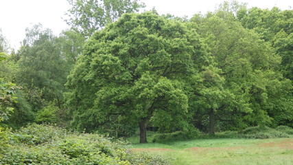 Oak Tree in the Forest