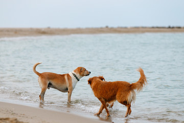 Two dogs on the beach at the water's edge