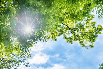 瑞々しい新緑の葉