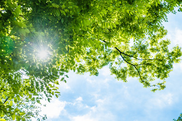 瑞々しい新緑の葉