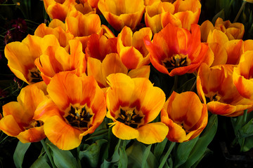 Fototapeta premium Gelb-orangerote Tulpen