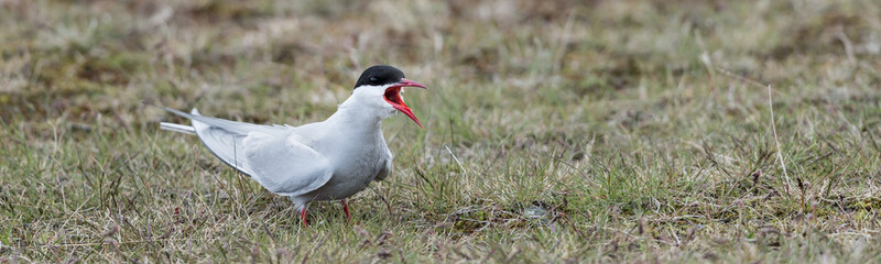 The Arctic tern (Sterna paradisaea) is a tern in Iceland