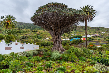 Old millenary Dragon Tree of Icod de los Vinos in Tenerife, Spain