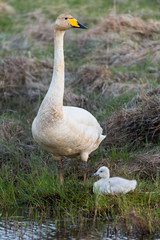 The whooper swan (Cygnus cygnus) with chick
