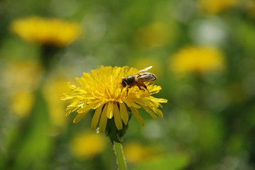 the hungry insect flew to eat