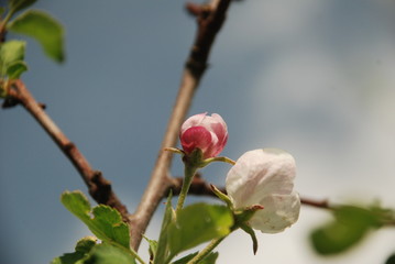 blooming apple tree