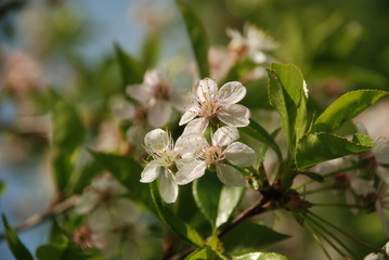 blooming garden