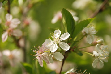 white flowers in the garden