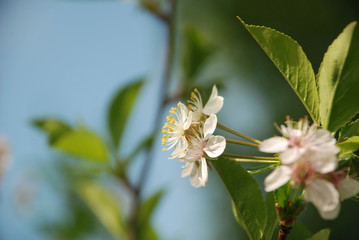 white flower