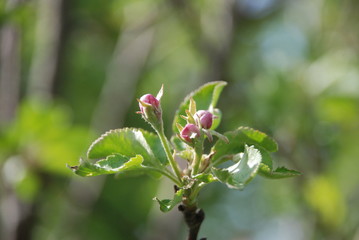 Fototapeta premium blooming apple tree