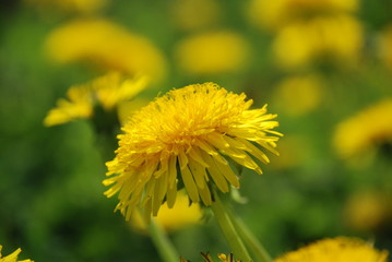 dandelion in grass