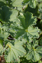 Large drops of dew on gently green leaves early in the morning in the first beams of the warm spring sun. Soft focus. Macro.