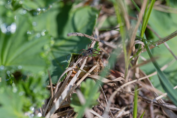 Large drops of dew on gently green leaves early in the morning in the first beams of the warm spring sun. Soft focus. Macro.