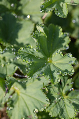 Large drops of dew on gently green leaves early in the morning in the first beams of the warm spring sun. Soft focus. Macro.