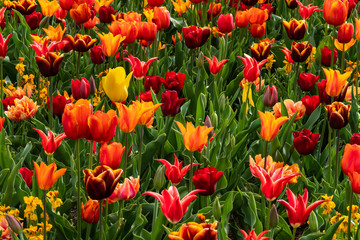 Fototapeta premium Gelbe und orangerote Tulpen
