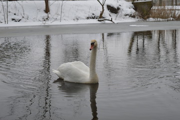 Łabędź na Mazurach, Ostróda © Bartosz