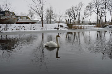 Łabędź na Mazurach, Ostróda © Bartosz