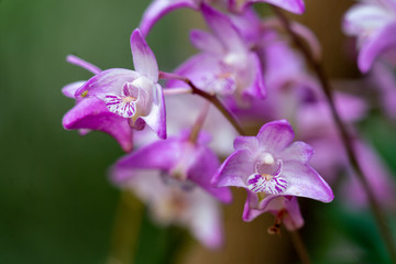 Fototapeta na wymiar Makroaufnahme rosaner Orchideen Blüten (dendrobium kingianum) Kings Dendrobium