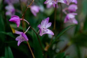 Makroaufnahme rosaner Orchideen Blüten (dendrobium kingianum) Kings Dendrobium