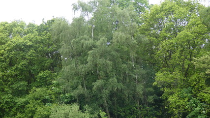 Birch Trees at the edge of the Forest