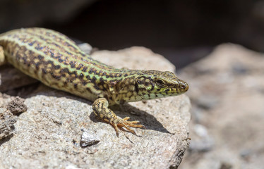 Erhard's Wall Lizard (Podarcis erhardii naxensis) sitting on a stones close-up in a sunny day