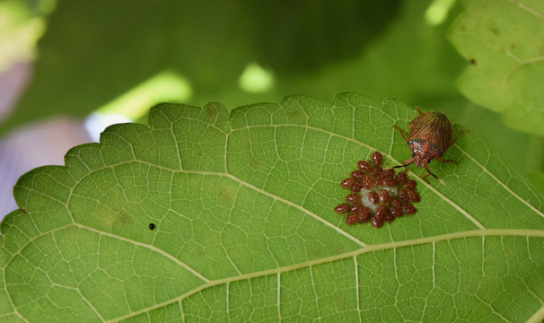 percevejo e seus filhotes 