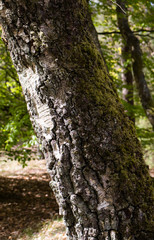 Baum Birke Stamm Rinde Baumstamm