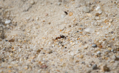 Große Waldameise Wiesenameise Ameise Close