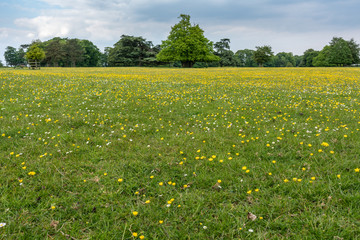 Obraz premium The buttercup field going of into the distance