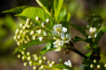 white flowers of bird cherry