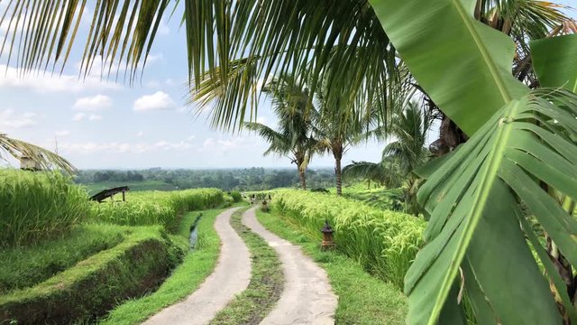 Jatiluwih Rice Terraces In Bali, rice paddies landscape with overcast sky, green fields on the background of mountains