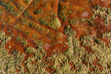 Red rock And Moss