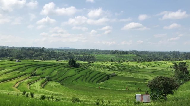 Jatiluwih Rice Terraces In Bali, rice paddies landscape with overcast sky, green fields on the background of mountains
