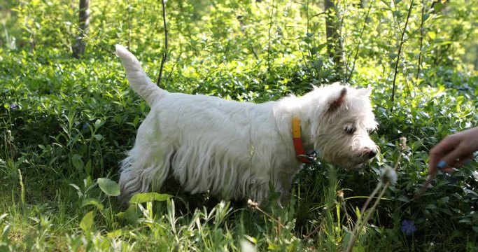 West highland white terrier westie dog is digging a hole in the soil to find some bugs hunting for someone on green grass background tree and forest