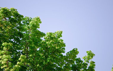 trees with green leaves and a blue sky on a sunny day