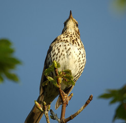 Song Thrush on Look-Out