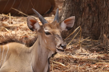 Antilope, 7