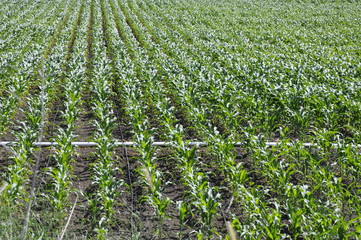 Irrigation Pipe In Corn Field