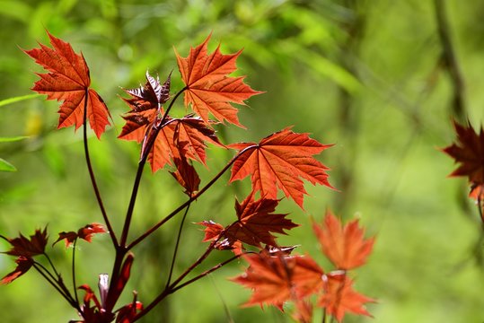 Ahorn Blätter Rot Lichtschimmer Sonne durchscheinen Natur Makro