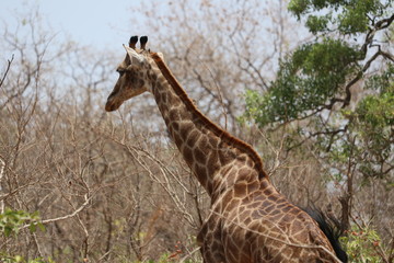 Girafe, Sénégal, 1