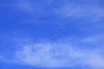 eagle flying in the blue sky