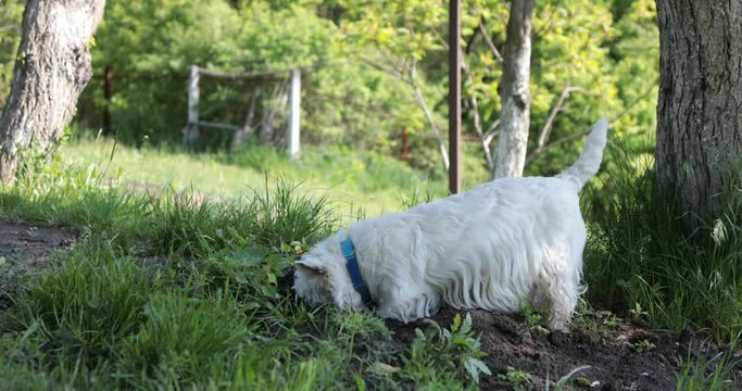 West highland white terrier westie dog is digging a hole in the soil to find some bugs hunting for someone on green grass background tree and forest