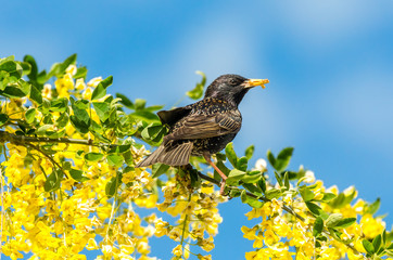 Starling perched in bright yellow laburnum flowers with blue sky background. Facing right with beak full of dried mealworms.  Landscape, horizontal.  Space for copy.