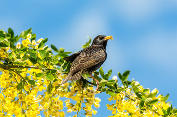 Starling perched in bright yellow laburnum flowers with blue sky background. Facing right with beak full of dried mealworms.  Landscape, horizontal.  Space for copy.
