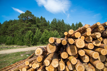 Pine logs, cut down by logging against the background of the forest