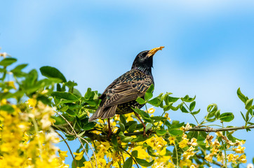 Starling perched in bright yellow laburnum flowers with blue sky background. Facing right with beak full of dried mealworms.  Landscape, horizontal.  Space for copy.